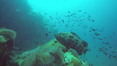 <strong>海洋</strong>潜水潜水水下热带珊瑚礁海景巨大的巨大的石斑鱼深<strong>海洋</strong>水生珊瑚<strong>生态</strong>系统大brindlebass棕色（的）发现了鳕鱼大黄蜂水极端的体育运动爱好